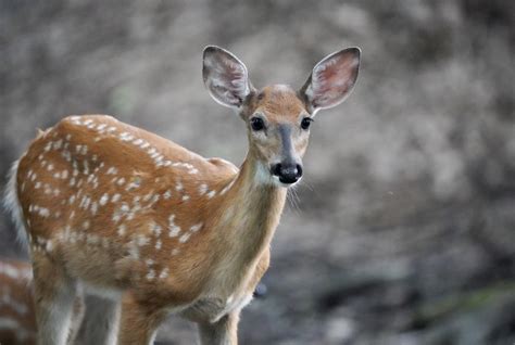 Whitetail deer fawn : r/wildlifephotography