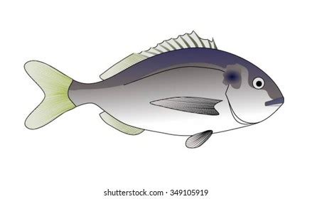 64 Gilthead Stock Vectors and Vector Art | Shutterstock