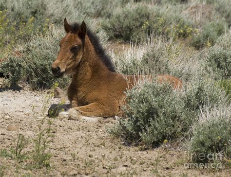 Wild Horse Foal by Jim and Emily Bush