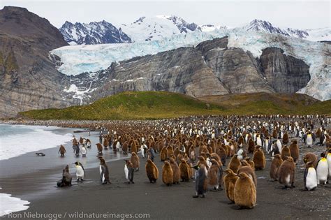 King penguins, Gold Harbour | Antarctica | Photos by Ron Niebrugge