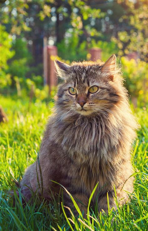 Siberian Cat: A Complete Guide to the Unique Siberian Forest Cat