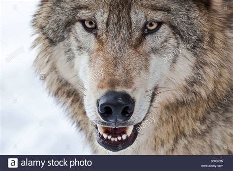 Close-up of eyes and nose of a young adult gray wolf (Canis lupus) in ...