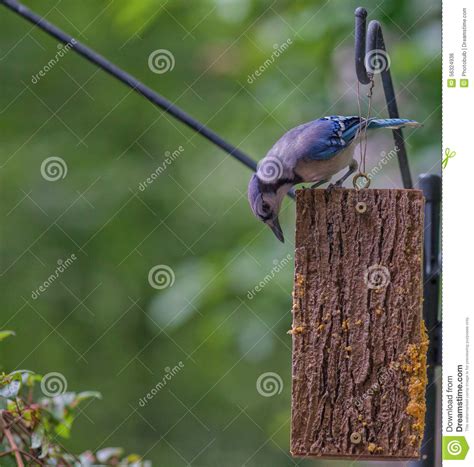 Blue Jay Feeding on Suet stock photo. Image of leaning - 56324936