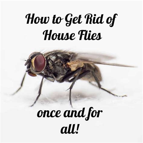 Sudden Fly Infestation In Basement - Home Interior Design | Fly infestation, Flys in the house ...