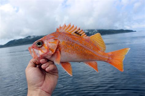 Canary Rockfish – The Golden Beauty of the Pacific