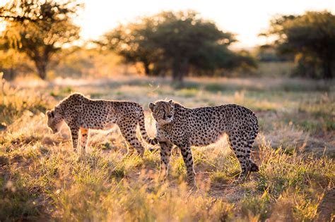 Wildlife Conservation in Namibia - Creatives for Conservation