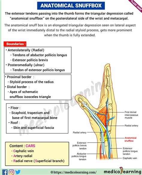 Anatomical snuffBox – MedicoLearning