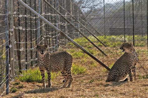 Three cheetah cubs die in India amid sweltering heat wave - WTOP News