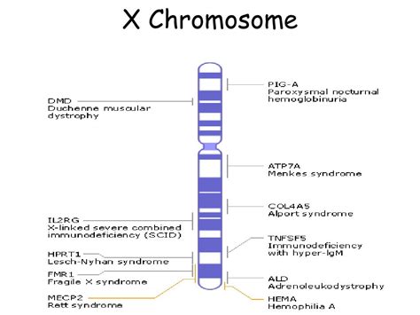 PPT - Sex Linked Genes PowerPoint Presentation, free download - ID:2922913