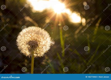 Blowing Dandelion in the Sunset Stock Image - Image of blow, spring ...