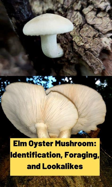 Elm Oyster Mushroom: Identification, Foraging, and Lookalikes - Mushroom Appreciation