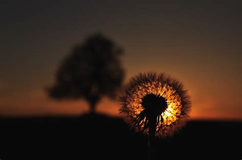 Dandelion silhouette, nature, dandelion, sunset HD wallpaper ...