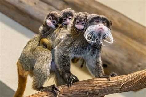 Marvel at the cuteness of these tiny tamarin monkey triplets | Metro News