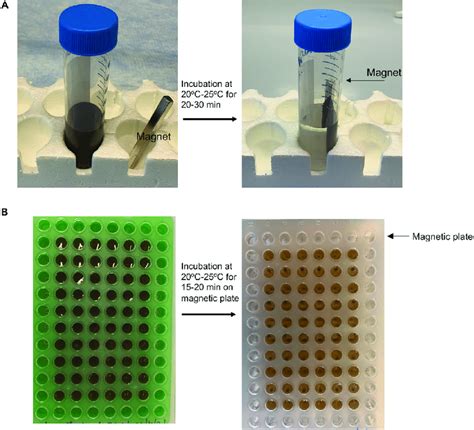 DNA isolation using magnetic beads (A and B) Washing magnetic beads ...