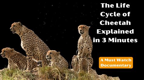 The Life Cycle of Cheetah Explained #wildlife #cheetah #cats #bigcats - YouTube