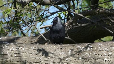 Jackdaw nesting in old chestnut tree - YouTube