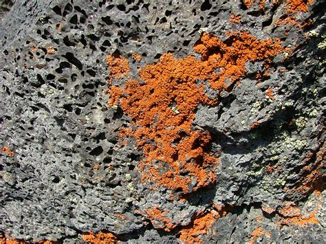 File:Reddish-colored lichen on volcanic rock.jpg - Wikipedia