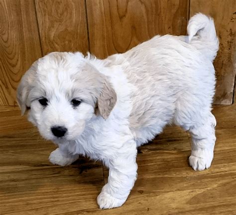 Pyredoodle Puppies For Sale | Towanda, KS #346317