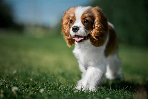 The Cavalier King Charles Spaniel Complete Guide - SirDoggie.com