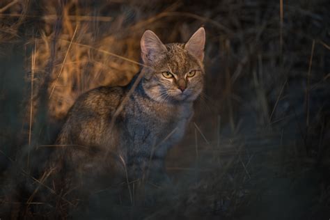 African Wildcat | Sean Crane Photography