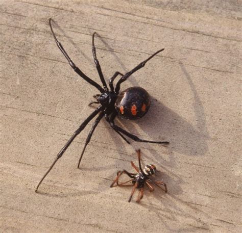 10 Facts about Black Widow Spiders - Fact File