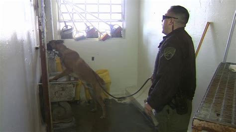 Chino prison K9s trained to search for cellphones | abc7.com