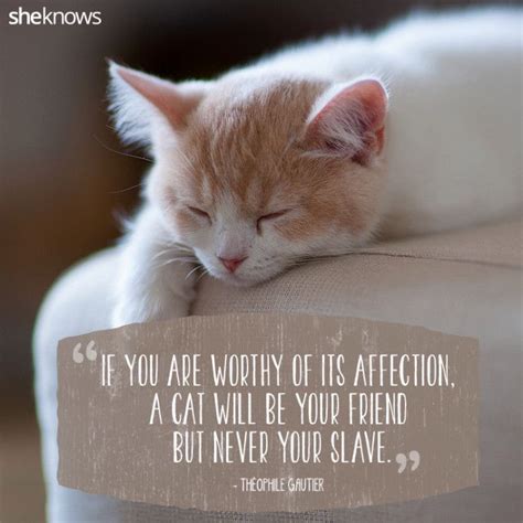 50 Cat Quotes That Only Feline Lovers Would Understand | Cat quotes ...