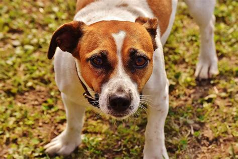 Doença Hepática em Cães: Sinais de Falha e Sintomas Caninos Comuns ...