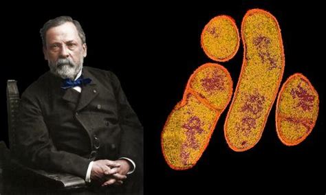 Louis Pasteur - Biography, Facts and Pictures