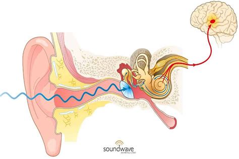 What Part Of The Brain Processes What You Hear? | Soundwave Hearing Care