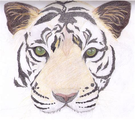 Tiger Face Drawing Images Easy : Tiger Face Drawing At Getdrawings | Boditewasuch