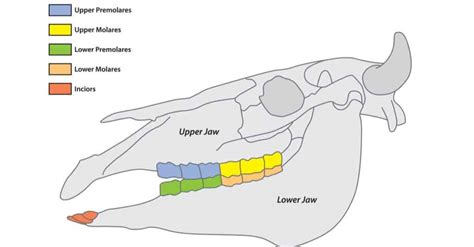 How Many Teeth Do Dogs Have Diagram