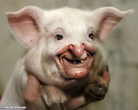 Resultado de imagen de face pig | Funny pigs, Pig pictures, Funny pig pictures