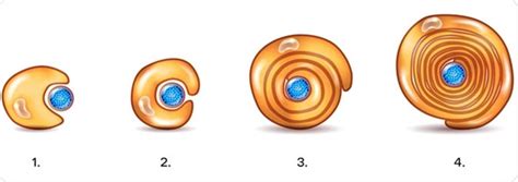 What are Schwann Cells?