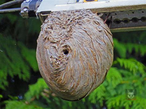 Large Wasp Nest by wolfwings1 on deviantART