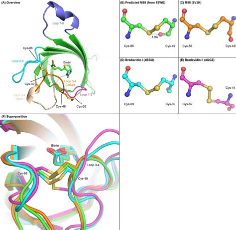 Overview structure of a single protomer of streptavidin and detail of ...