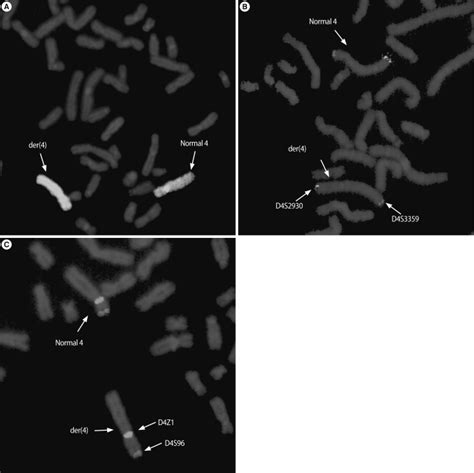 Results of FISH. (A) FISH with the whole chromosome painting probe for ...