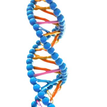 Double Helix Of Dna Transparent Background, Double Helix, Dna ...