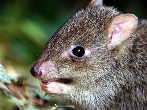 Endangered native species to get safe haven protection: Sussan Ley | The Advertiser