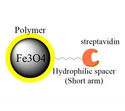 Streptavidin Magnetic Beads - EPRUI Biotech