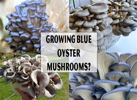 Blue Oyster Mushrooms: Growing and Cooking | Ramblersf.com