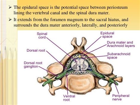 Anatomy of epidural space