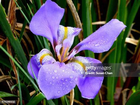 72 Raindrops Keep Falling On My Head Stock Photos, High-Res Pictures ...