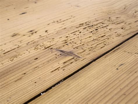 WOODWORM TREATMENTS - Wessex Woodworm: Woodworm Treatment Dorset ...