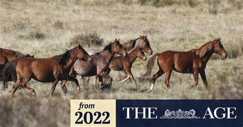 Brumby culling: Coalition promises to end brumby shooting in Victoria if it wins state election