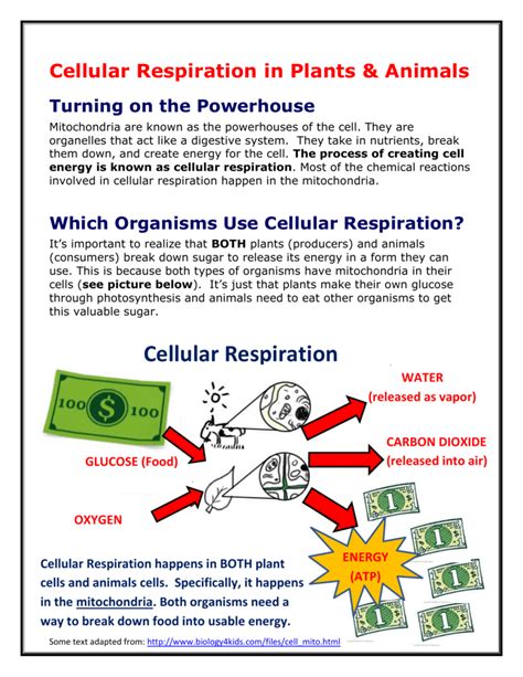 Cellular Respiration in Plants & Animals