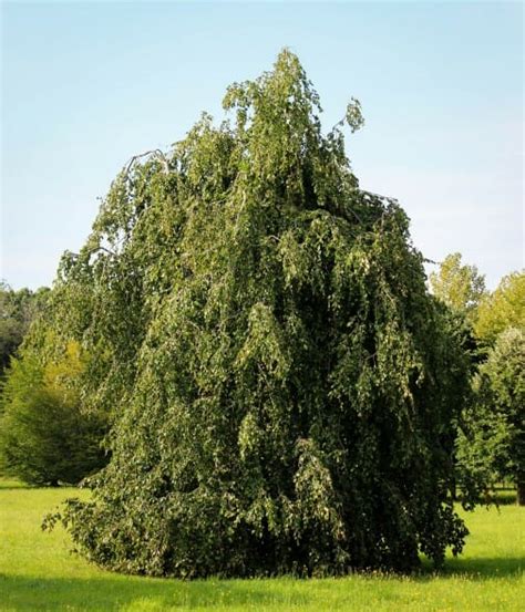 Weeping Beech - Halka Nurseries