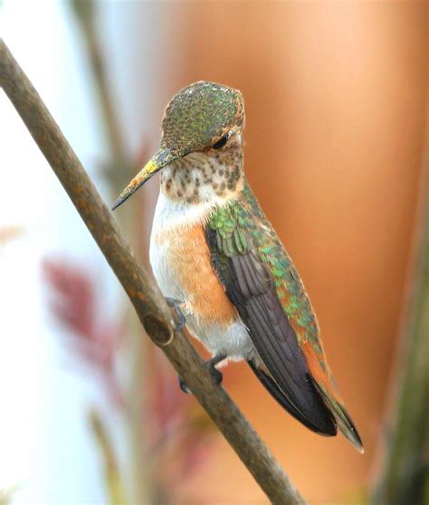 Allen's Hummingbird, identification, coloration, size, breeding range, photographs