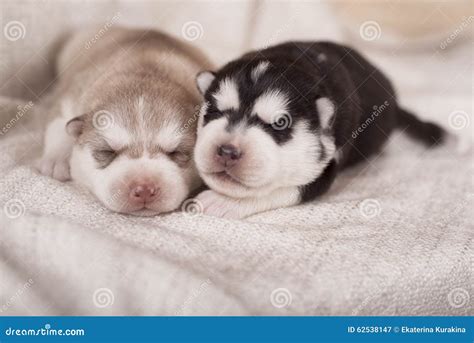 Cute Little Newborn Husky Lying Together and Sleeping Stock Image - Image of cute, mammals: 62538147