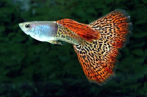 aquarium fishes: guppy fish breeding at home